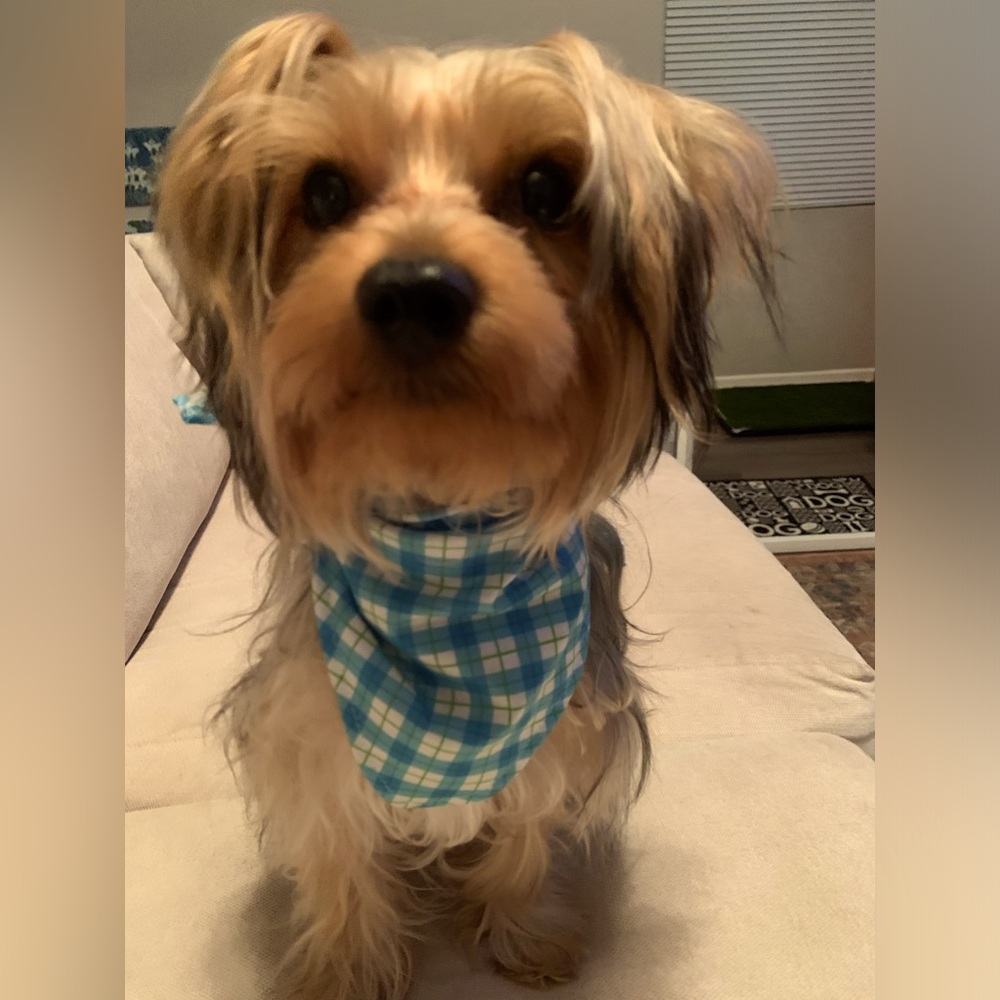 Plaid bandanna